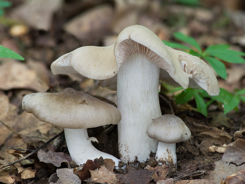 Entoloma lividoalbum